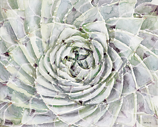 penny succulent SDS550 - Succulent Macro
