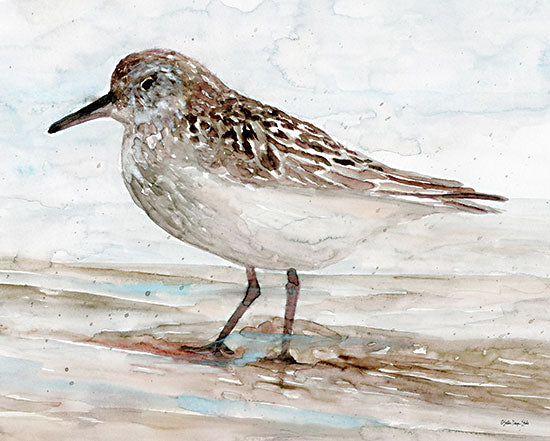 Stellar Design Studio SDS560 - SDS560 - Sanibel Piper 1   - 16x12 Birds, Sanibel Piper, Coastal, Watercolor from Penny Lane