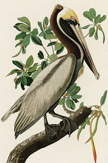 Stellar Design Studio SDS964 - SDS964 - Audubon Brown Pelican - 12x18 Audubon Brown Pelican, Pelican, Coastal from Penny Lane