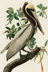 SDS964 - Audubon Brown Pelican - 12x18