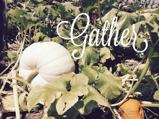 Anthony Smith ANT138 - Gather Gather, White Pumpkins, Harvest, Pumpkin Patch, Farm from Penny Lane