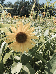ANT142 - Sunflowers