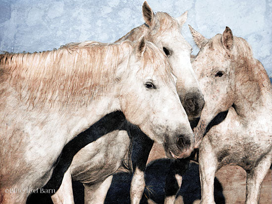 Bluebird Barn BLUE156 - BLUE156 - White Horse    - 16x12 White Horses, Portrait, Photography, Farm Life from Penny Lane