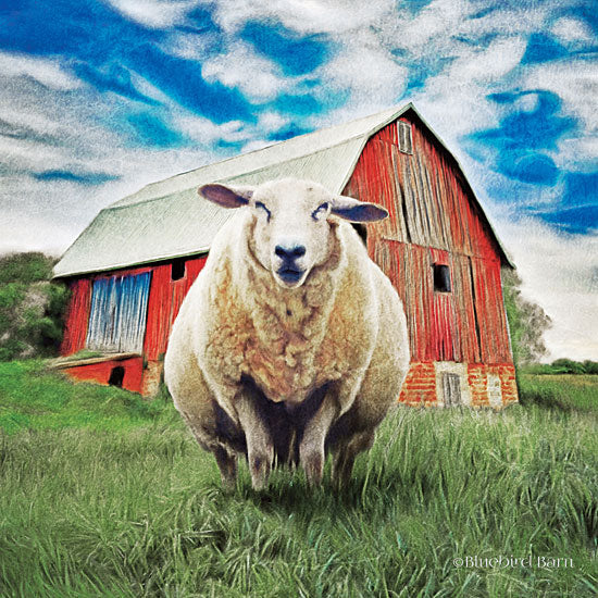 Bluebird Barn BLUE157 - BLUE157 - Sunday Afternoon Sheep Pose   - 12x12 Sheep, Red Barn, Country, Farm Life, Portrait from Penny Lane