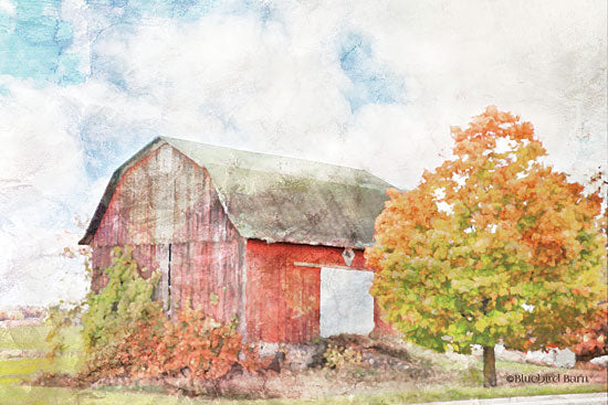 Bluebird Barn BLUE233 - Autumn Maple by the Barn - 18x12 Barn, Farm, Trees, Maple Tree, Americana, Country French  from Penny Lane