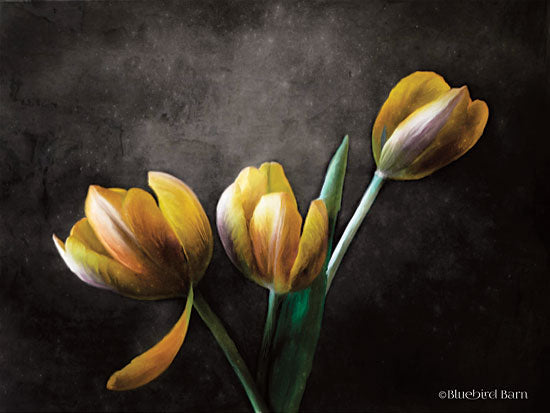 Bluebird Barn BLUE237 - Contemporary Floral Tulips - 16x12 Flowers, Tulips, Yellow Flowers from Penny Lane