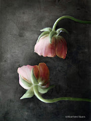 BLUE241 - Contemporary Floral Pink Ranunculus - 12x16
