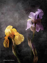BLUE242 - Contemporize Floral Iris - 12x16