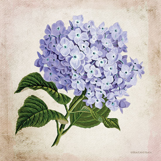 Bluebird Barn BLUE399 - BLUE399 - Vintage Lilac - 12x12 Lilacs, Flowers, Botanical, Florals from Penny Lane
