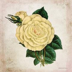 BLUE404 - Vintage Cream Rose - 12x12