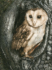 ED381 - Barn Owl Roost