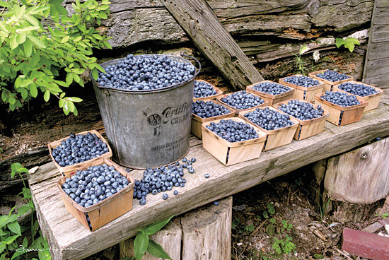 Irvin Hoover HOO122 - HOO122 - Blueberries Picked - 18x12 Blueberries, Bucket, Still Life, Fruit Stand, Fruit, Kitchen from Penny Lane