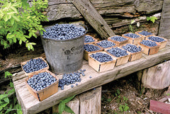 HOO122 - Blueberries Picked - 18x12