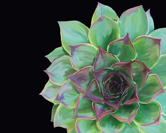 penny succulent JGS196 - Succulent Elegans III
