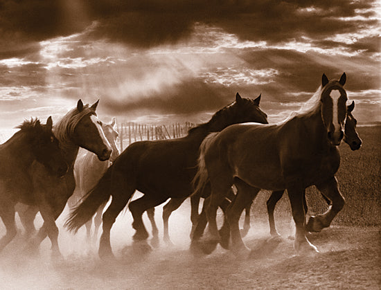 JG Studios JGS212 - JGS212 - Running Horses - 16x12 Horses, Galloping, Herd, Sepia, Photography from Penny Lane