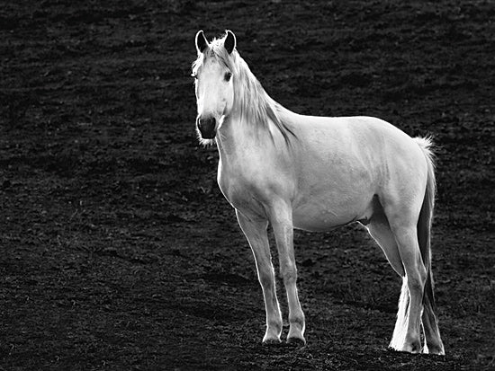 JG Studios JGS293 - JGS293 - The Stance - 16x12 Photography, Horse, Black & White, Portrait from Penny Lane