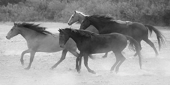 JG Studios JGS295 - JGS295 - Galloping - 18x9 Photography, Horses, Black & White from Penny Lane