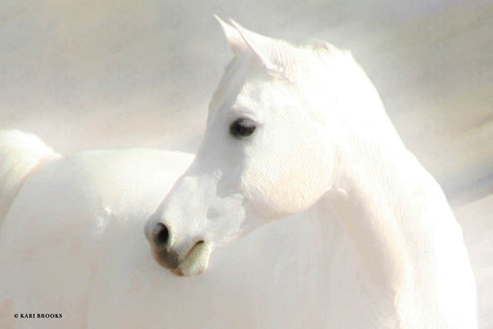 Kari Brooks KARI124 - KARI124 - White Arab II - 18x12 Horse, White Horse, Photography, Portrait, Arab Horse from Penny Lane