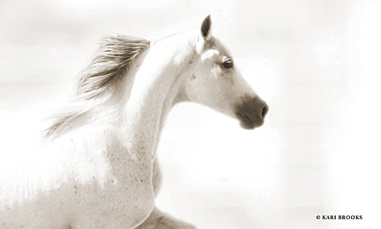 Kari Brooks KARI125 - KARI125 - Dash III - 18x12 Horse, White Horse, Photography, Portrait from Penny Lane