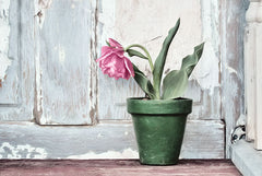 LD1360 - Take a Bow Tulip - 18x12