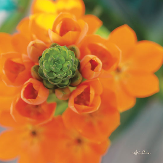 Lori Deiter LD1388 - Floral Pop IV Flower, Orange Flower, Bloom from Penny Lane
