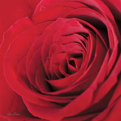 LD1441 - The Red Rose III - 12x12