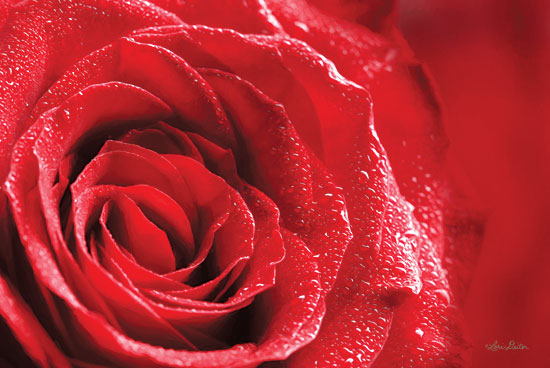 Lori Deiter LD1442 - Red Rose After Rain Rose, Red, Portrait, Closeup, Rain from Penny Lane