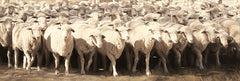 LD1554 - Sheep Herding - 18x6