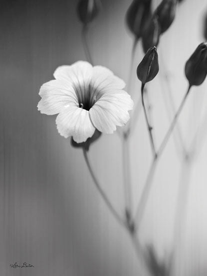 Lori Deiter LD1673 - LD1673 - Blossoming Soul   - 12x16 Photography, Black & White, Flower from Penny Lane