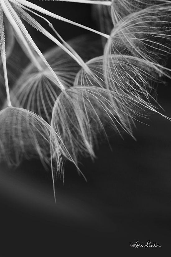 Lori Deiter LD1714GP - Goatsbeard I Goatbeard, Plant, Flowers, Botanical, Photography from Penny Lane