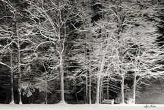 LD1763 - Snowy Trees - 18x12