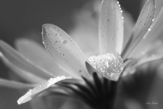 Lori Deiter LD1765 - LD1765 - Daisy - 18x12 Daisy, Flower, Photography, Black & White from Penny Lane