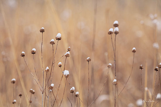 Lori Deiter LD1788 - LD1788 - Snow Capped Wildflowers - 18x12 Wildflowers, Photography, Field from Penny Lane