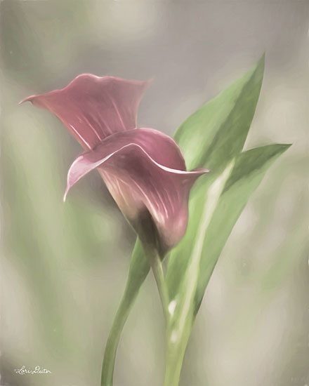 Lori Deiter LD1789 - LD1789 - Pink Calla Lily - 12x16 Calla Lily, Pink Flowers, Flowers, Photography from Penny Lane