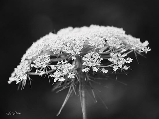 Lori Deiter LD1798 - LD1798 - Queen Anne's Lace - 16x12 Queen Anne's Lace, Black & White, Weeds from Penny Lane