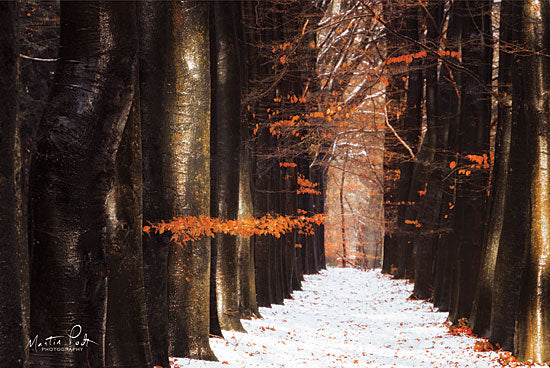 Martin Podt MPP376 - Red and Wet - Trees, Forest, Snow, Winter, Path from Penny Lane Publishing