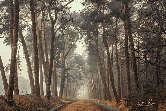 Martin Podt MPP396 - Path of Pines Trees, Forest, Path, Sunlight, Leaves from Penny Lane