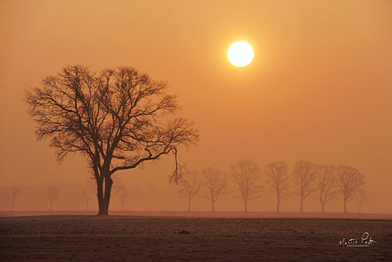 Martin Podt MPP398 - Broken Trees, Sun, Hazy, Field from Penny Lane