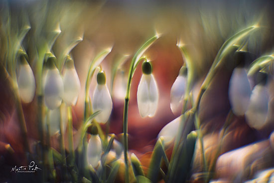 Martin Podt MPP406 - Snowdrops Flowers, Snowdrops from Penny Lane