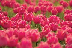 MPP423 - Pretty Pink Tulips