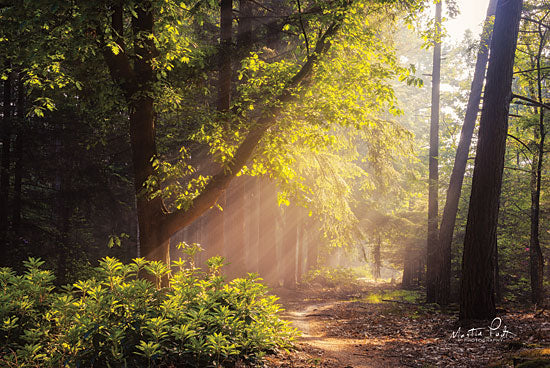 Martin Podt MPP441 - Sunny Trail Trees, Path, Sunlight, Sunbeams from Penny Lane
