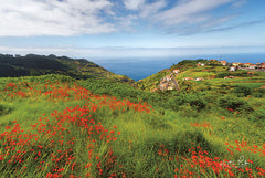 MPP468 - Flowers of Madeira