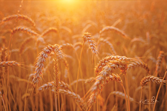 Martin Podt MPP471 - Golden Morning Wheat, Field, Sunrise, Light, Sunlight, Farm from Penny Lane
