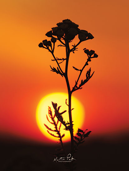 Martin Podt MPP472 - Sleep Well Flower, Sun, Sunset, Evening, Nature from Penny Lane