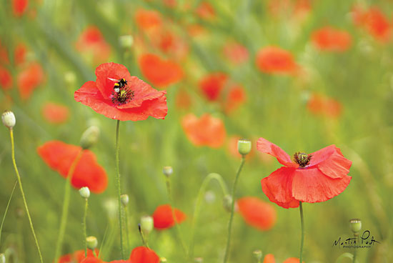 Martin Podt MPP473 - Filed of Poppies Flowers, Poppies, Red Flowers, Field from Penny Lane