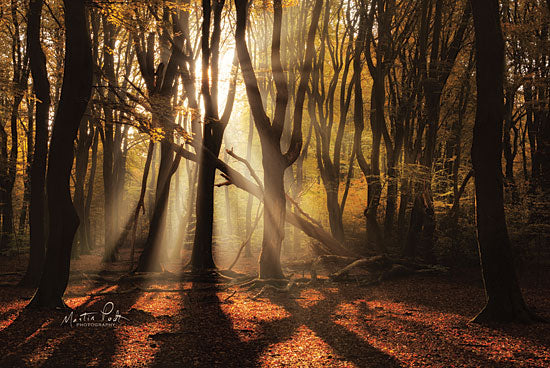 Martin Podt MPP496 - X - 18x12 Trees, Forest, Woods, Sunlight from Penny Lane