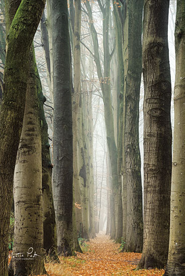 Martin Podt MPP505 - MPP505 - Narrow Alley in the Netherlands     - 12x18 Pathway, Trees, Netherlands, Photography from Penny Lane