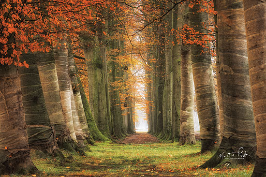 Martin Podt MPP512 - Wrapped - 18x12 Trees, Path, Autumn, Sunlight, Forest from Penny Lane