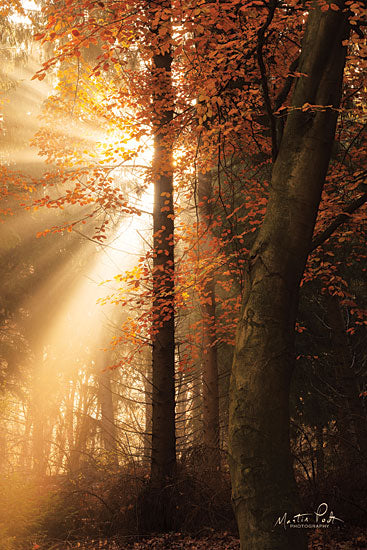 Martin Podt MPP513 - The Best of Autumn - 12x18 Best of Autumn, Trees, Sunlight, Forest from Penny Lane