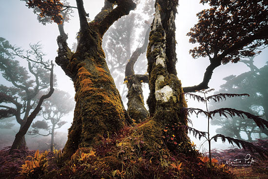 Martin Podt MPP526 - The Dark King - 18x12 Trees, Forest, Moss, Misty, Foggy from Penny Lane